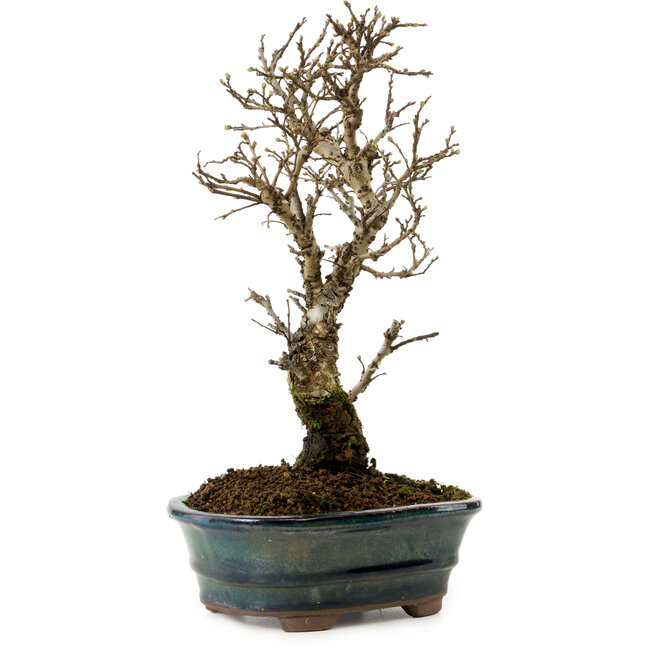 Ulmus parvifolia Nire, 24 cm, ± 8 jaar oud