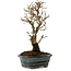 Ulmus parvifolia Nire, 24 cm, ± 8 Jahre alt