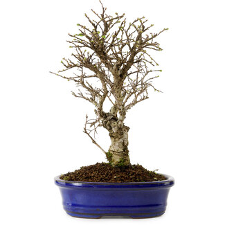 Ulmus parvifolia Nire, 24 cm, ± 8 Jahre alt
