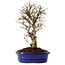 Ulmus parvifolia Nire, 24 cm, ± 8 ans