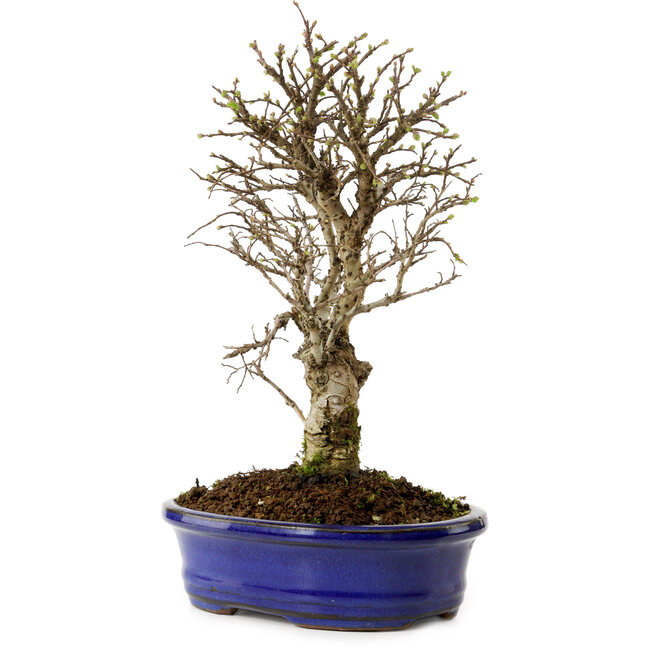 Ulmus parvifolia Nire, 24 cm, ± 8 anni