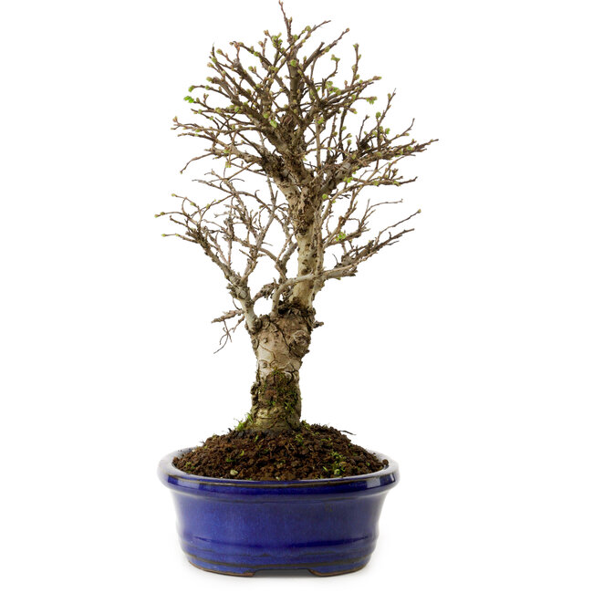 Ulmus parvifolia Nire, 24 cm, ± 8 años