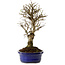 Ulmus parvifolia Nire, 24 cm, ± 8 años