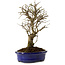 Ulmus parvifolia Nire, 24 cm, ± 8 years old