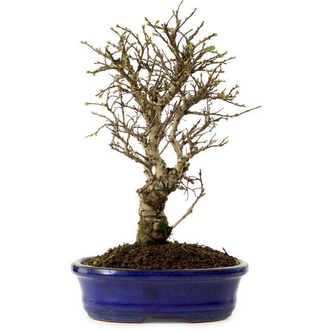 Ulmus parvifolia Nire, 24 cm, ± 8 jaar oud