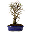 Ulmus parvifolia Nire, 24 cm, ± 8 anni