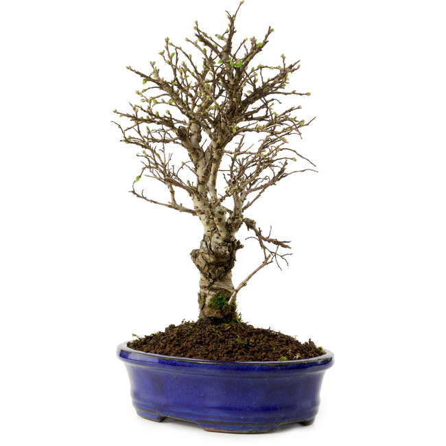 Ulmus parvifolia Nire, 24 cm, ± 8 years old