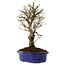 Ulmus parvifolia Nire, 24 cm, ± 8 years old
