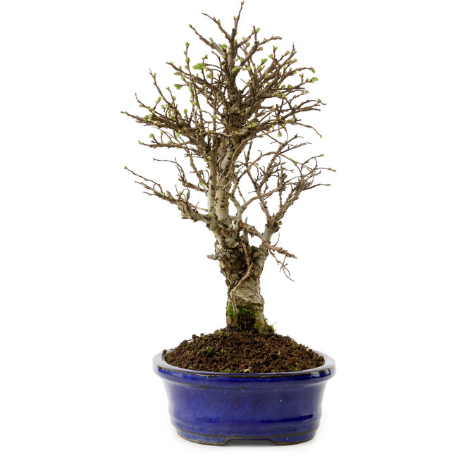 Ulmus parvifolia Nire, 24 cm, ± 8 años