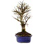 Ulmus parvifolia Nire, 24 cm, ± 8 years old