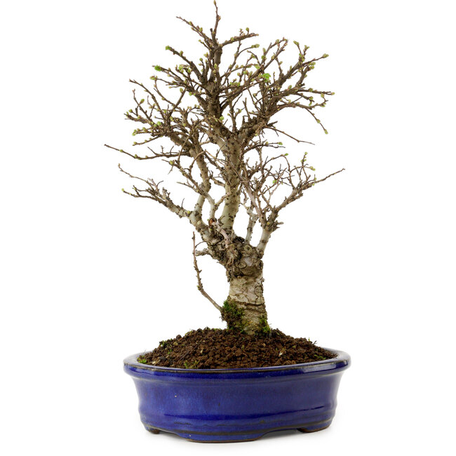 Ulmus parvifolia Nire, 24 cm, ± 8 years old