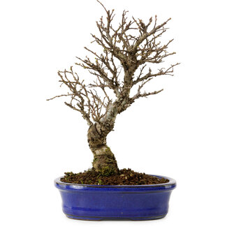 Ulmus parvifolia Nire, 24 cm, ± 8 años