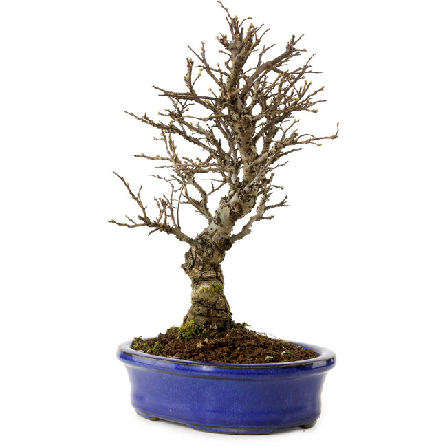 Ulmus parvifolia Nire, 24 cm, ± 8 Jahre alt