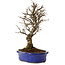 Ulmus parvifolia Nire, 24 cm, ± 8 Jahre alt