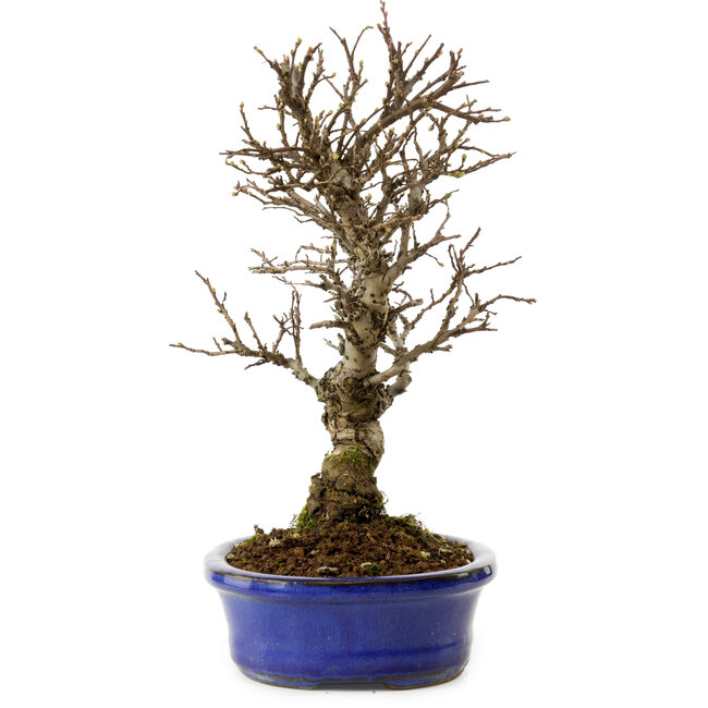 Ulmus parvifolia Nire, 24 cm, ± 8 ans