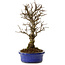 Ulmus parvifolia Nire, 24 cm, ± 8 años