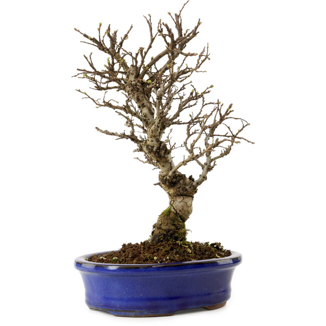 Ulmus parvifolia Nire, 24 cm, ± 8 ans