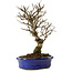 Ulmus parvifolia Nire, 24 cm, ± 8 años
