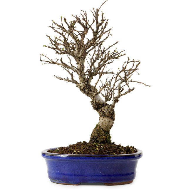 Ulmus parvifolia Nire, 24 cm, ± 8 años