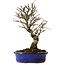 Ulmus parvifolia Nire, 24 cm, ± 8 años