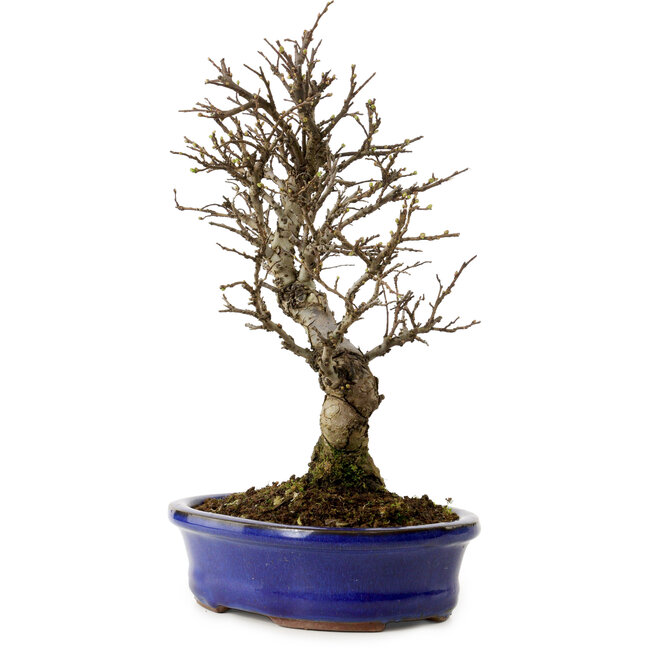 Ulmus parvifolia Nire, 24 cm, ± 8 anni
