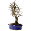 Ulmus parvifolia Nire, 24 cm, ± 8 jaar oud