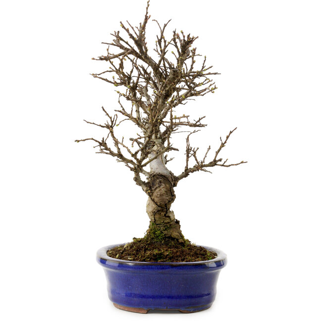 Ulmus parvifolia Nire, 24 cm, ± 8 years old