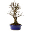 Ulmus parvifolia Nire, 24 cm, ± 8 anni