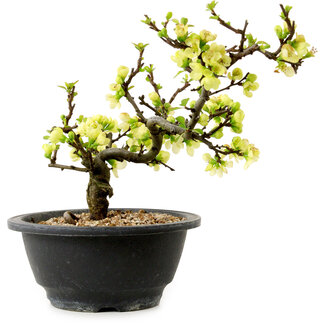 Chaenomeles speciosa weiß, 16 cm, ± 12 Jahre alt