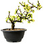 Chaenomeles speciosa blanca, 16 cm, ± 12 años de edad