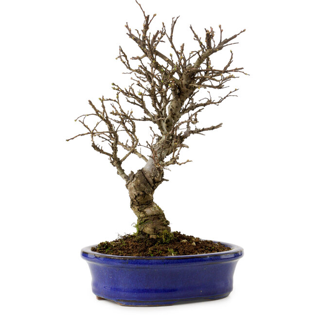 Ulmus parvifolia Nire, 24 cm, ± 8 years old