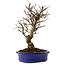 Ulmus parvifolia Nire, 24 cm, ± 8 años