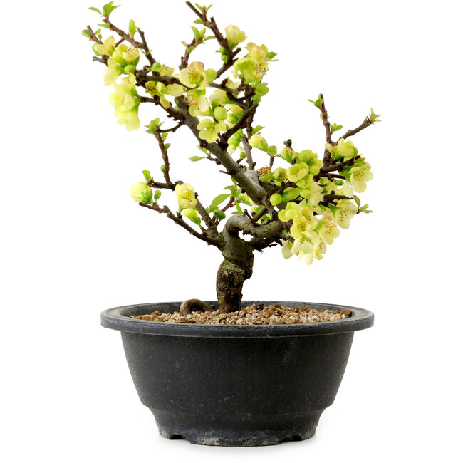 Chaenomeles speciosa weiß, 16 cm, ± 12 Jahre alt