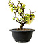 Chaenomeles speciosa blanca, 16 cm, ± 12 años de edad