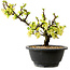 Chaenomeles speciosa blanche, 16 cm, ± 12 ans