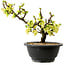 Chaenomeles speciosa wit, 16 cm, ± 12 jaar oud