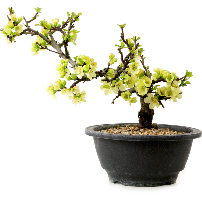Chaenomeles speciosa blanca, 16 cm, ± 12 años de edad