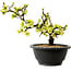 Chaenomeles speciosa bianca, 16 cm, ± 12 anni