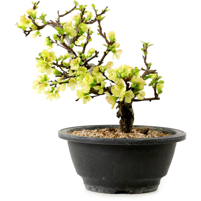 Chaenomeles speciosa blanca, 16 cm, ± 12 años de edad