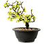 Chaenomeles speciosa blanca, 16 cm, ± 12 años de edad