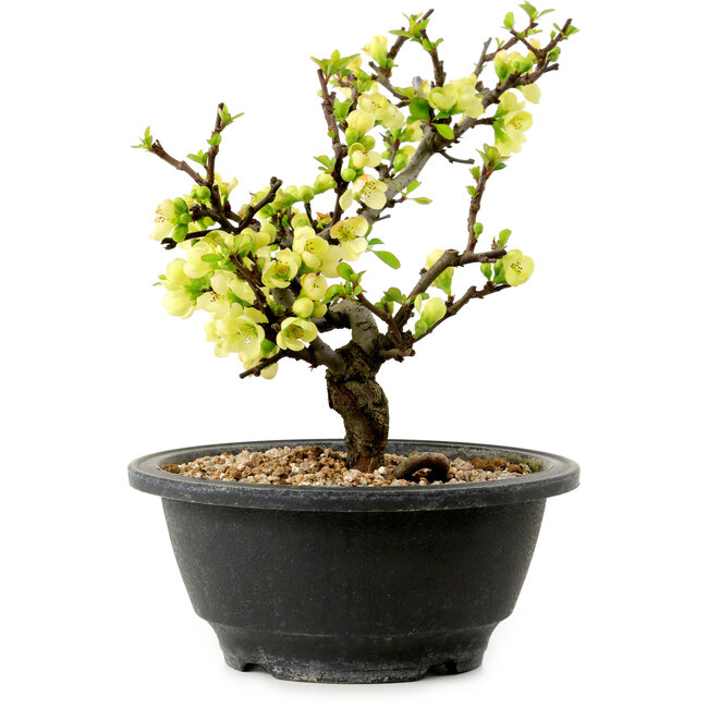 Chaenomeles speciosa blanca, 16 cm, ± 12 años de edad