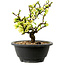 Chaenomeles speciosa bianca, 16 cm, ± 12 anni