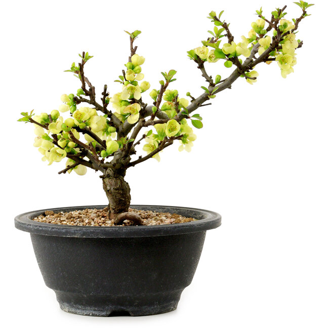 Chaenomeles speciosa blanca, 16 cm, ± 12 años de edad