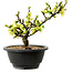 Chaenomeles speciosa weiß, 16 cm, ± 12 Jahre alt