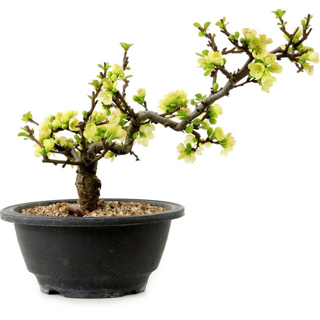 Chaenomeles speciosa bianca, 16 cm, ± 12 anni
