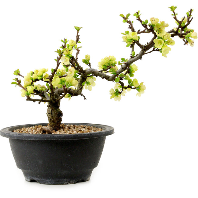 Chaenomeles speciosa white, 16 cm, ± 12 years old