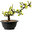 Chaenomeles speciosa blanche, 16 cm, ± 12 ans