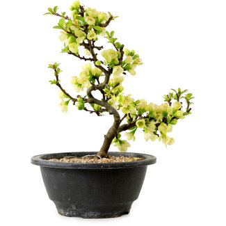 Chaenomeles speciosa weiß, 16 cm, ± 12 Jahre alt
