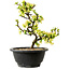 Chaenomeles speciosa weiß, 16 cm, ± 12 Jahre alt