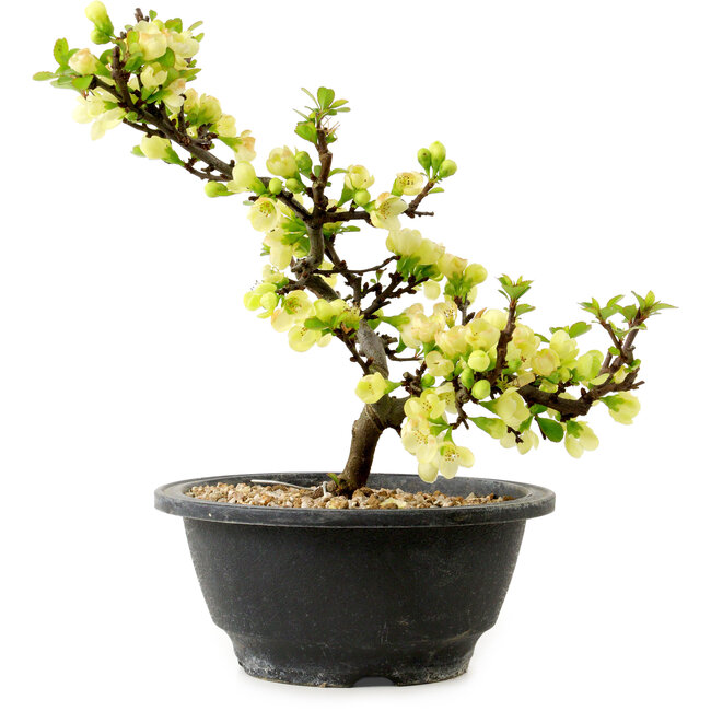 Chaenomeles speciosa blanca, 16 cm, ± 12 años de edad
